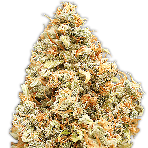 Heavyweight Seeds Monster Profit 5 pcs feminised