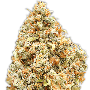 Heavyweight Seeds Monster Profit 5 pcs feminised