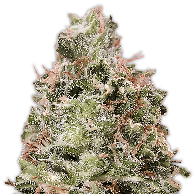 Heavyweight Seeds Waist Deep Auto 3 pcs feminised