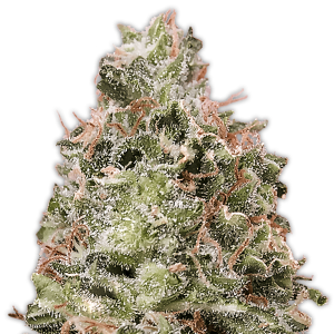 Heavyweight Seeds Waist Deep Auto 3 pcs feminised