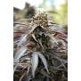 Humboldt Seeds White Runtz Fast Flowering 3 Stk feminisiert