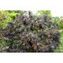 Humboldt Seeds White Runtz Fast Flowering 3 Stk feminisiert