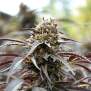 Humboldt Seeds White Runtz Fast Flowering 5 pcs feminised
