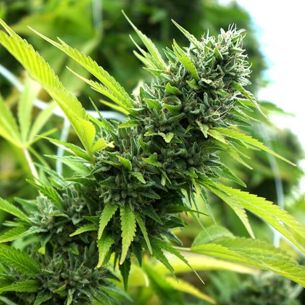 Humboldt Seeds Banana Sapphire 5 pcs feminised
