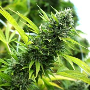 Humboldt Seeds Banana Sapphire 5 pcs feminised