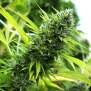 Humboldt Seeds Banana Sapphire 5 pcs feminised
