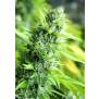 Humboldt Seeds Banana Sapphire 10 pcs feminised