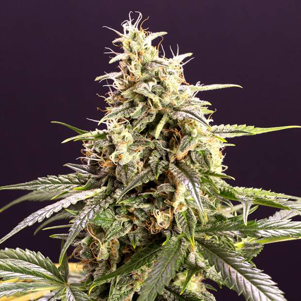 Humboldt Seeds Chem-Bomb Auto 3 Stk feminisiert