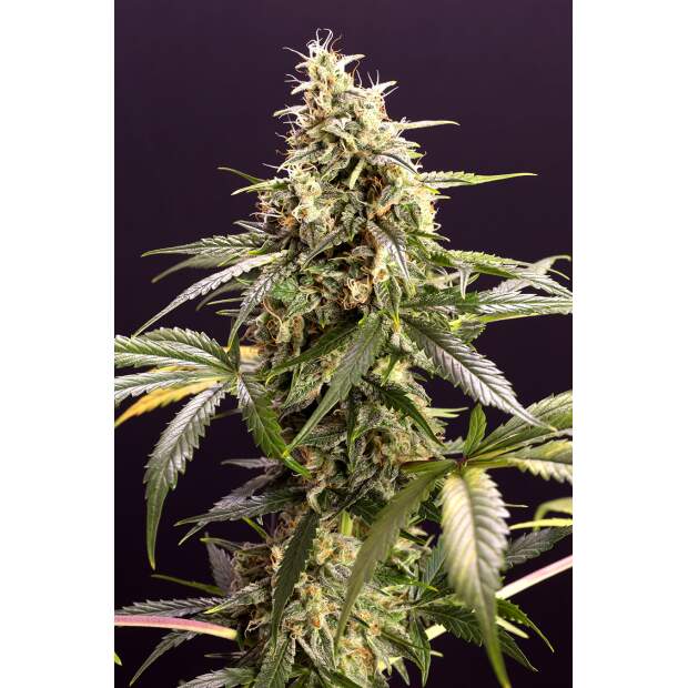 Humboldt Seeds Chem-Bomb Auto 3 Stk feminisiert
