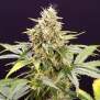 Humboldt Seeds Chocolate Mint OG Auto 3 Stk feminisiert