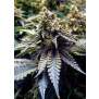 Humboldt Seeds Chocolate Mint OG Auto 3 Stk feminisiert