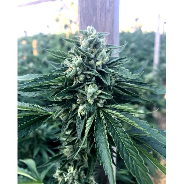 Humboldt Seeds Cinnamon Buddha OG 5 pcs feminised