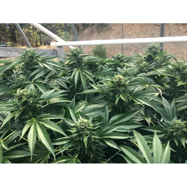 Humboldt Seeds Cinnamon Buddha OG 5 pcs feminised