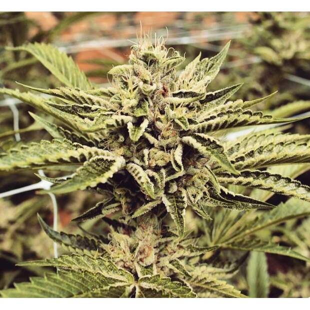 Humboldt Seeds Cinnamon Buddha OG 5 pcs feminised