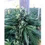 Humboldt Seeds Cinnamon Buddha OG 5 pcs feminised