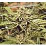 Humboldt Seeds Cinnamon Buddha OG 5 pcs feminised