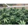 Humboldt Seeds Cinnamon Buddha OG 10 pcs feminised