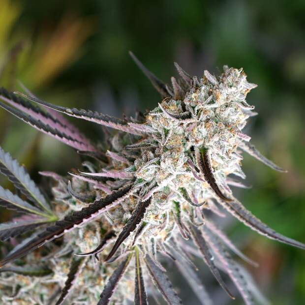 Humboldt Seeds Florida Gaspack 3 Stk feminisiert