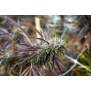 Humboldt Seeds Florida Gaspack 3 Stk feminisiert