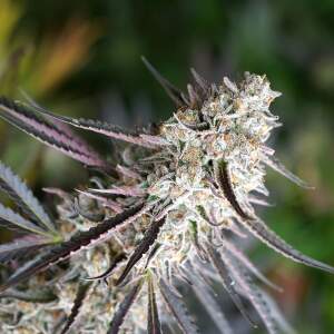 Humboldt Seeds Florida Gaspack 5 pcs feminised