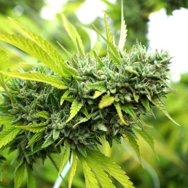 Humboldt Seeds Mango OG Auto 3 Stk feminisiert