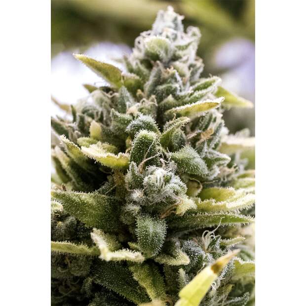 Humboldt Seeds OG Kush Auto 3 pcs feminised