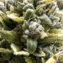 Humboldt Seeds OG Kush Auto 3 pcs feminised