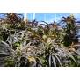 Humboldt Seeds Runtz Fast Flowering 3 Stk feminisiert