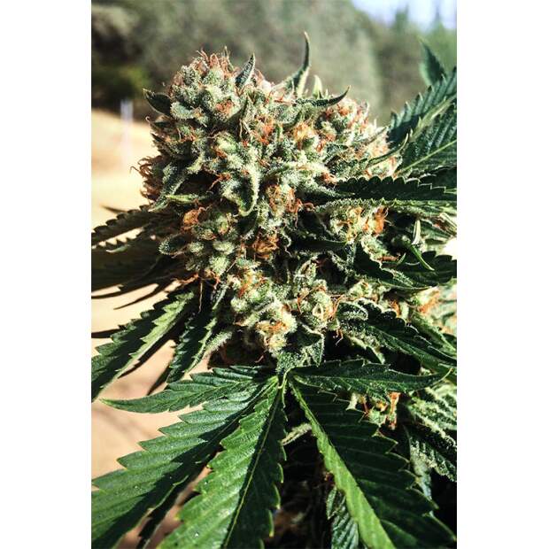 Humboldt Seeds Sapphire OG 10 pcs feminised