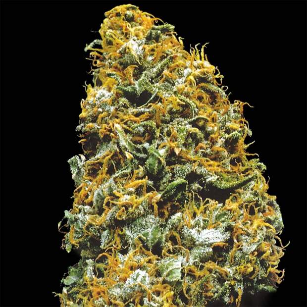 K.C. Brains Cristal Paradise 5 Stk regular