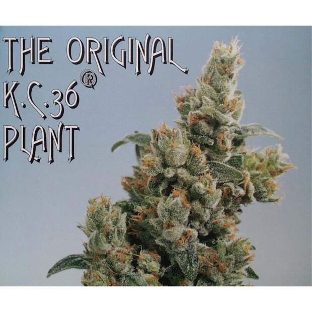 K.C. Brains K.C. 36 5 pcs regular