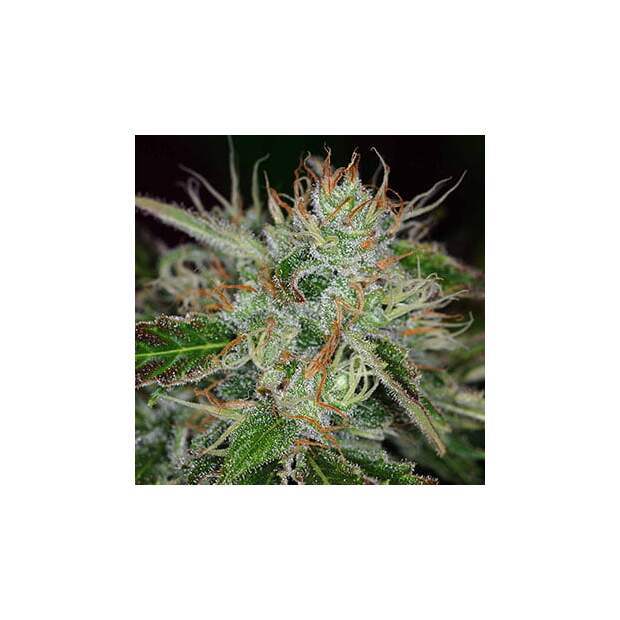 K.C. Brains Sweet Dreams 5 pcs regular