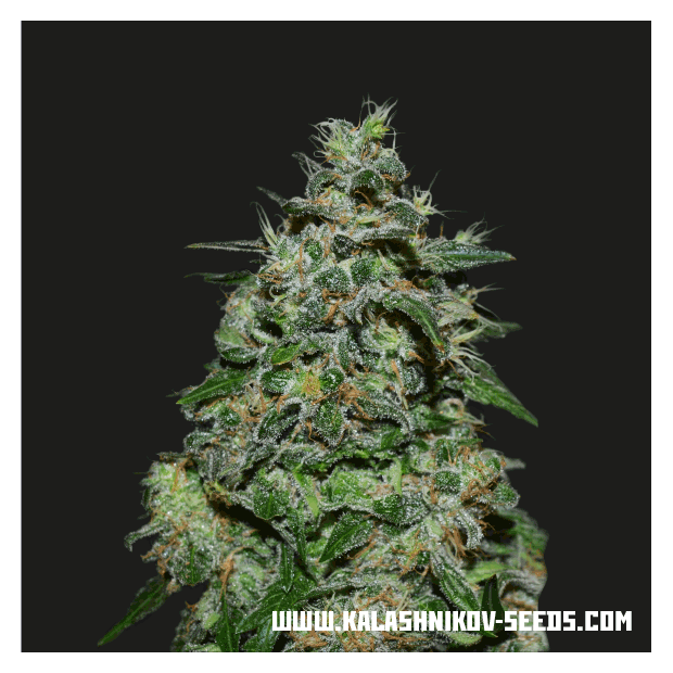Kalashnikov Seeds AK Kush Express 5 Stk feminisiert