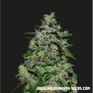 Kalashnikov Seeds AK Kush Express 5 pcs feminised