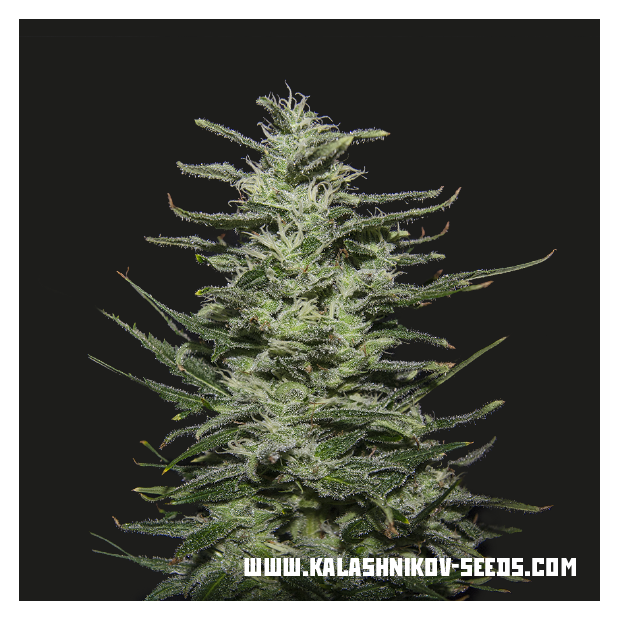 Kalashnikov Seeds Amnesia Molotov 3 Stk feminisiert