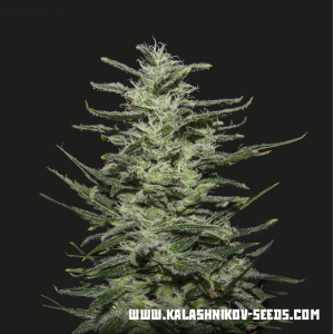 Kalashnikov Seeds Amnesia Molotov 3 Stk feminisiert
