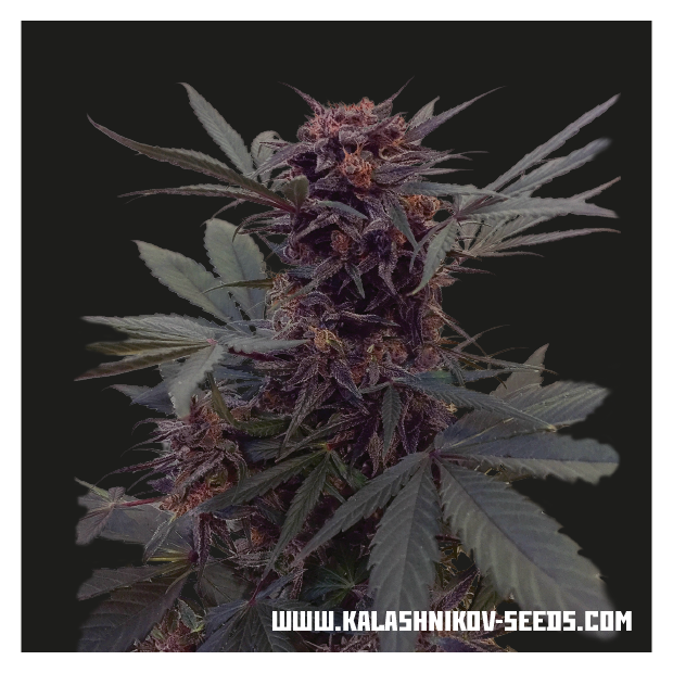 Kalashnikov Seeds Babushka Black Auto 3 pcs feminised