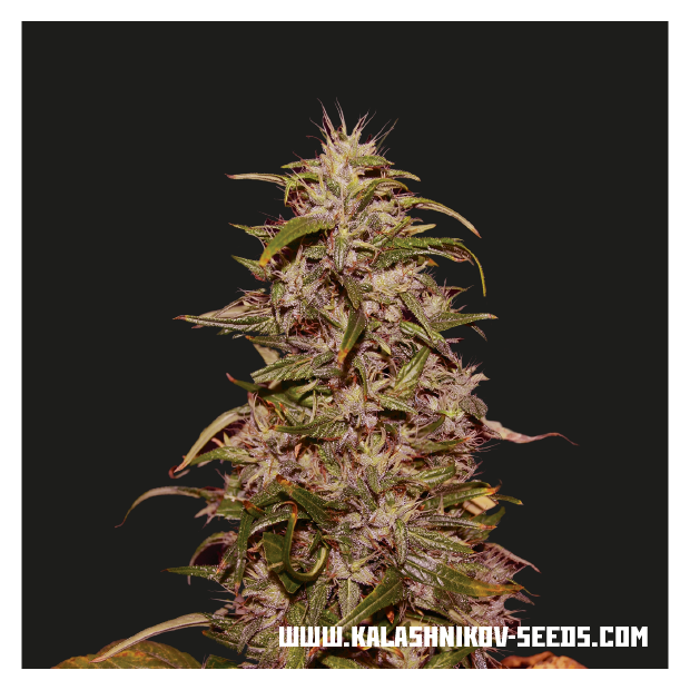 Kalashnikov Seeds Big Altai Sativa Express 5 Stk feminisiert
