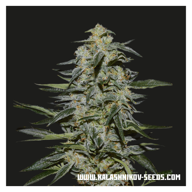 Kalashnikov Seeds Katyusha 3 pcs feminised
