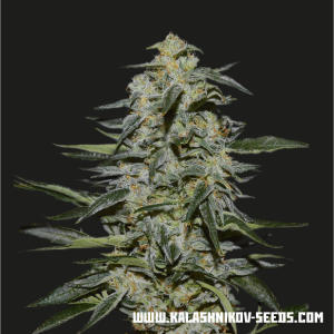 Kalashnikov Seeds Katyusha 3 pcs feminised