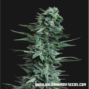 Kalashnikov Seeds Kubanskiy Ubiyza 3 pcs feminised
