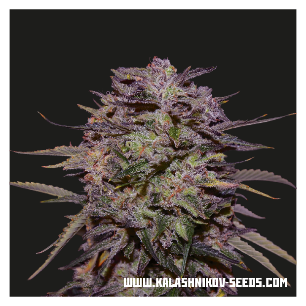 Kalashnikov Seeds Purple Russian Express 5 Stk feminisiert
