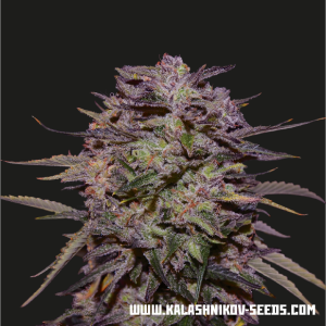 Kalashnikov Seeds Purple Russian Express 5 pcs feminised