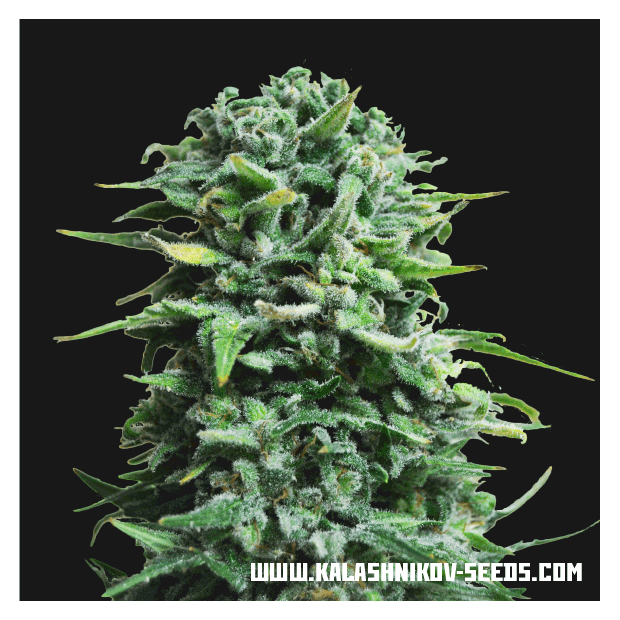 Kalashnikov Seeds Siberian Haze Auto 3 pcs feminised