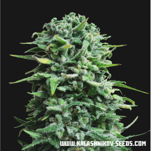 Kalashnikov Seeds Siberian Haze Auto 3 pcs feminised