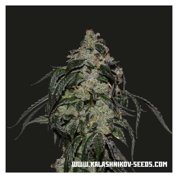 Kalashnikov Seeds Soyuz OG Express 5 Stk feminisiert