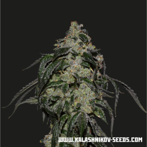 Kalashnikov Seeds Soyuz OG Express 5 pcs feminised