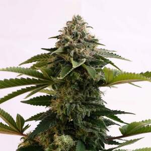 Kannabia Amnesia Dream XL Auto  5 pcs feminised
