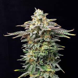 Kannabia Cherry Dream 5 Stk feminisiert