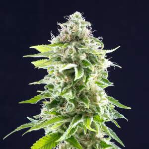 Kannabia Cookies Haze 10 pcs feminised